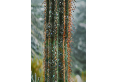 Impression sur toile laquée Cactus H – Grandeur et modernité murale (60 x 4 x 90 cm)