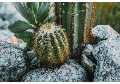 Impression sur toile laquée Cactus H – Grandeur et modernité murale (60 x 4 x 90 cm)