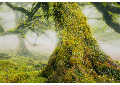 Impression sur toile laquée Forêt – Nature et profondeur sur vos murs (90 x 4 x 60 cm)