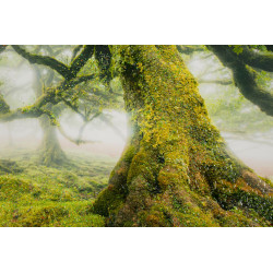 Impression sur toile laquée Forêt – Nature et profondeur sur vos murs (90 x 4 x 60 cm)