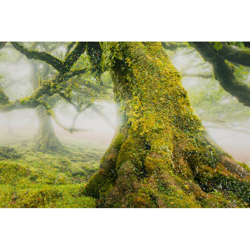 Impression sur toile laquée Forêt – Nature et profondeur sur vos murs (90 x 4 x 60 cm)