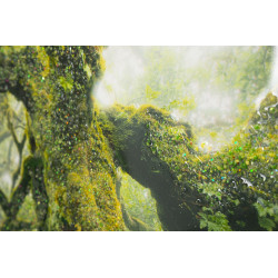 Impression sur toile laquée Forêt – Nature et profondeur sur vos murs (90 x 4 x 60 cm)