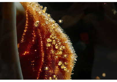 Tableau enluminé laqué avec cadre – impression artistique moderne – 62 x 3,5 x 92 cm