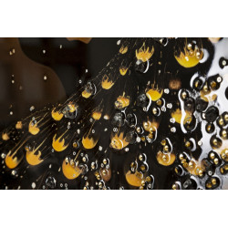 Tableau paon laqué avec cadre – décoration murale élégante – 70 x 4 x 100 cm