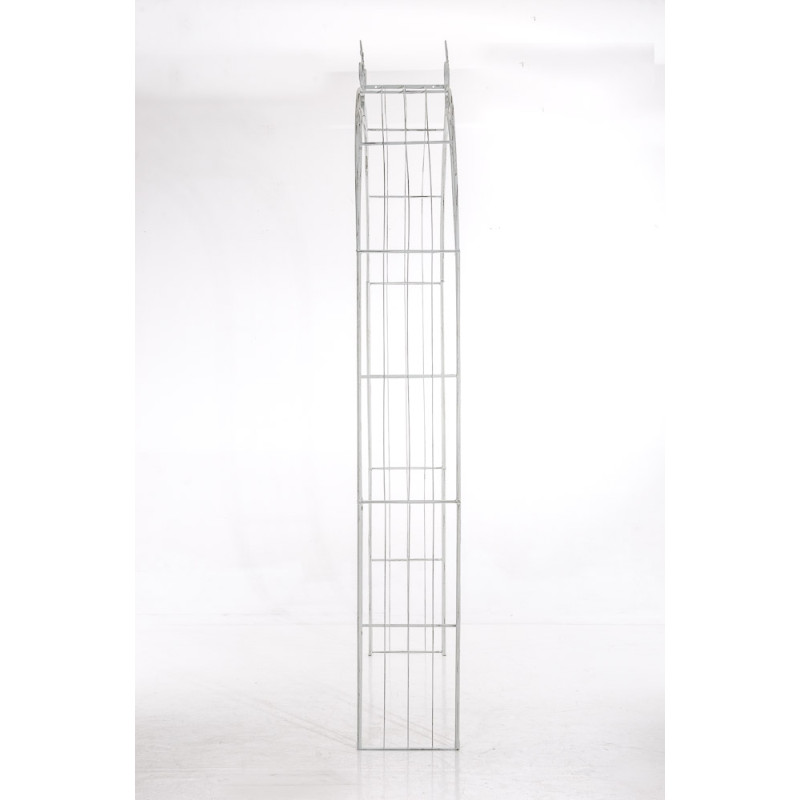 Rose arche Soleil blanc antique