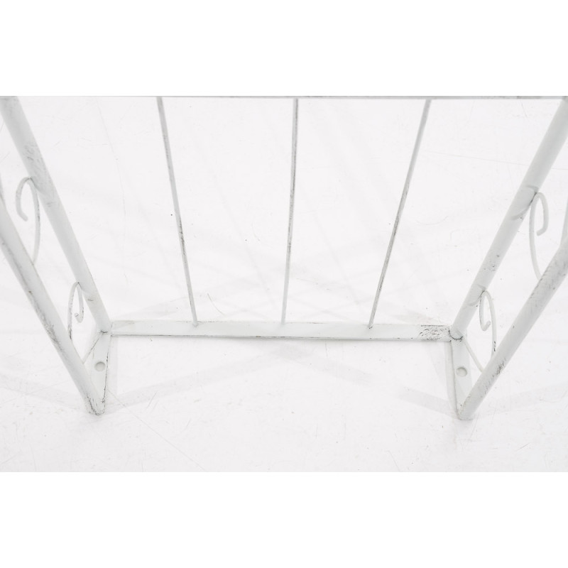 Rose arche Soleil blanc antique